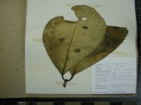 Herbarium sample